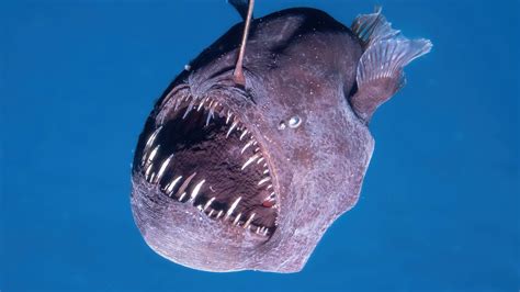 Scientists capture extremely rare footage of a black seadevil.